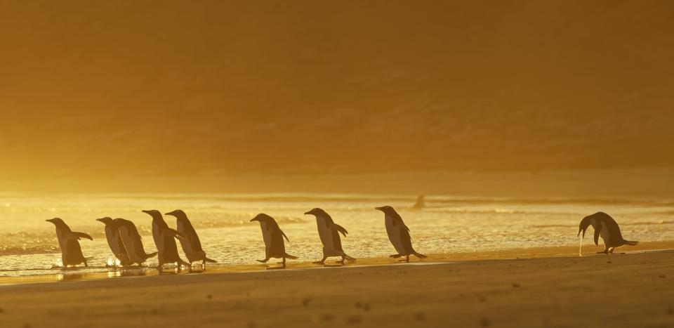 &ldquo;I Could Puke&rdquo; shows a group of gentoo penguins in the Falkland Islands at sunrise. (Photo: Christina Holfelder/Comedy Wildlife Photo Awards 2020)