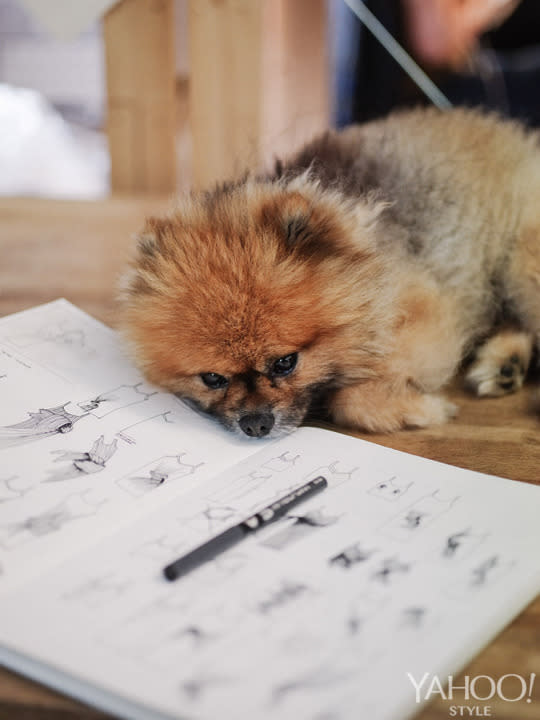 The designer’s Pomeranian, Buzz