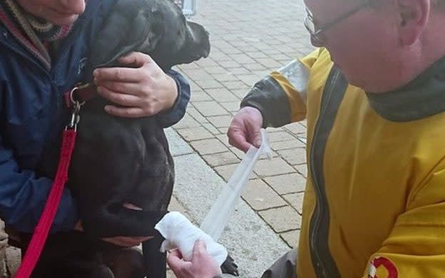 Luther the dog had to be bandaged up after his fall - RNLI