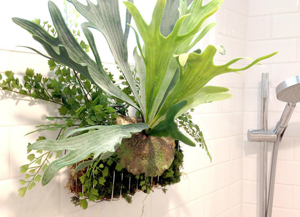 <body> <p><a rel="nofollow noopener" href=" http://www.bobvila.com/slideshow/10-forgiving-houseplants-you-can-grow-anywhere-48175?bv=yahoo" target="_blank" data-ylk="slk:Low light;elm:context_link;itc:0;sec:content-canvas" class="link ">Low light</a> and high humidity make most bathrooms welcoming environments for tropical plants. In nature, ferns grow in filtered light under the canopies of tropical forests—light conditions not unlike those in your own bathroom. Put a fern in a neglected corner of your bath for some lush, low-maintenance decor.</p> <p><strong>Related: <a rel="nofollow noopener" href=" http://www.bobvila.com/slideshow/the-10-best-plants-for-your-bathroom-48568?bv=yahoo" target="_blank" data-ylk="slk:The 10 Best Plants for Your Bathroom;elm:context_link;itc:0;sec:content-canvas" class="link ">The 10 Best Plants for Your Bathroom</a> </strong> </p> </body>