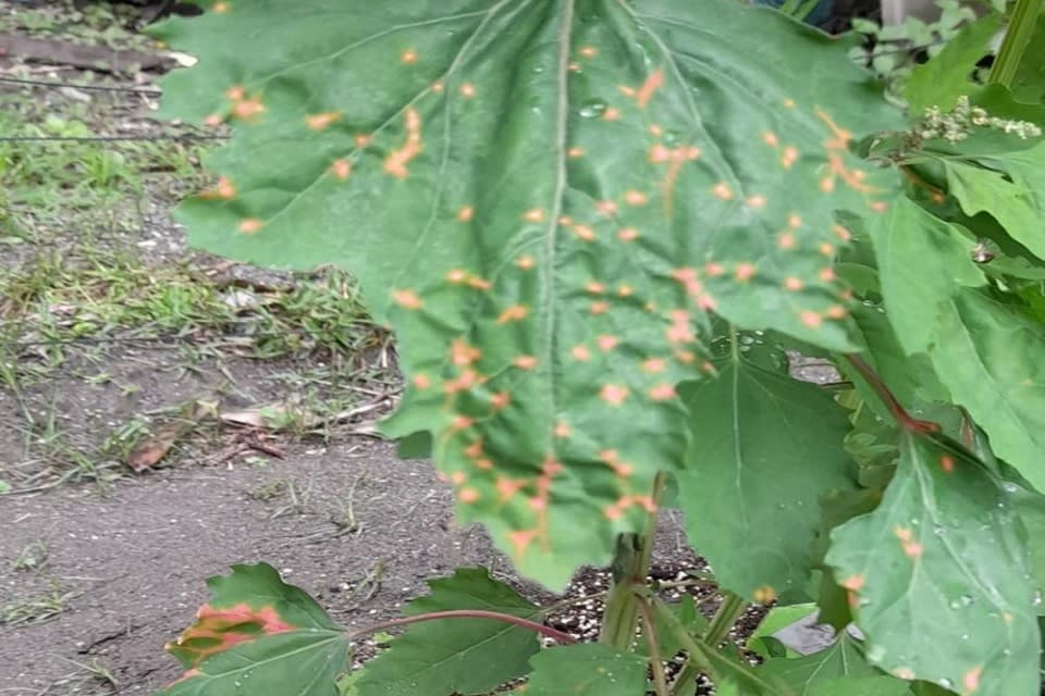 去年11月中旬，兩組紅藜的葉子都開始出現橘紅色斑點，送往臺東農改場化驗，才知道是染上了炭疽病。