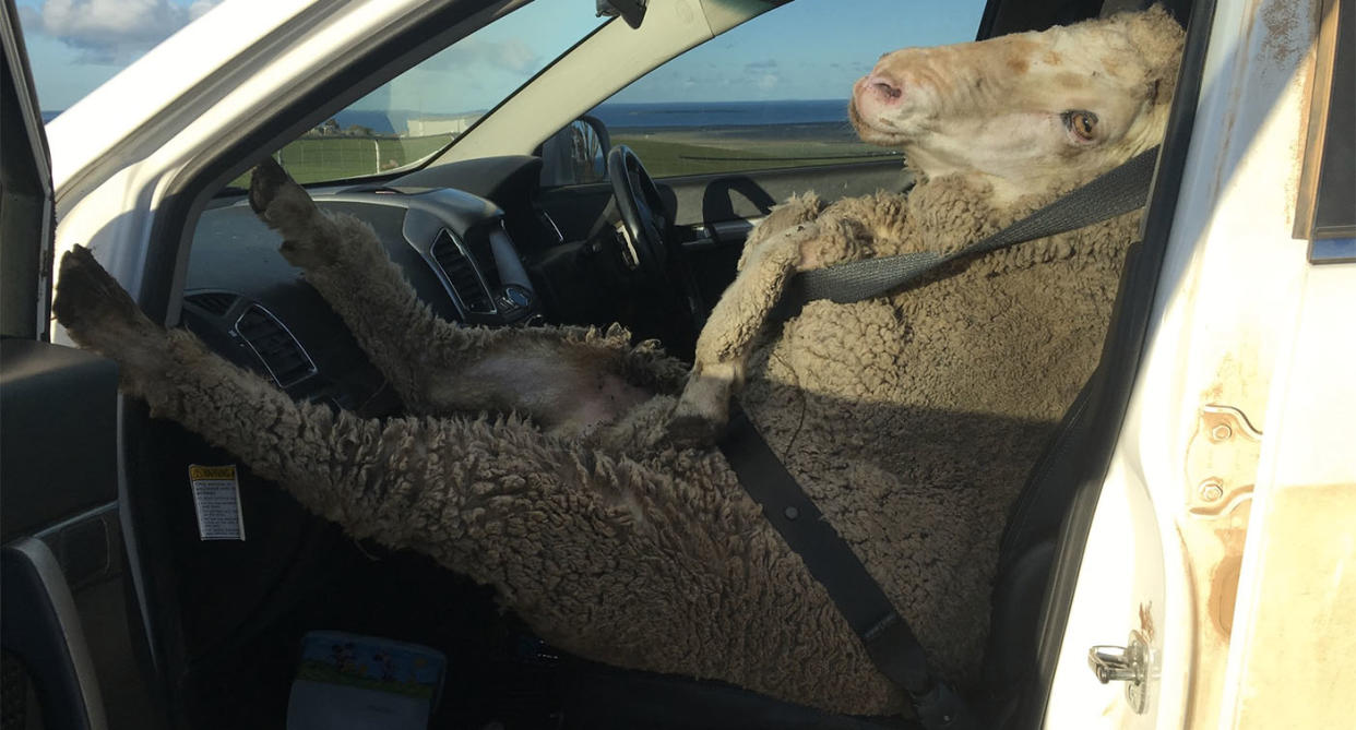 Riding in style: The farmer made sure the animal was comfortable and safe. (Photo: Mark Modra)