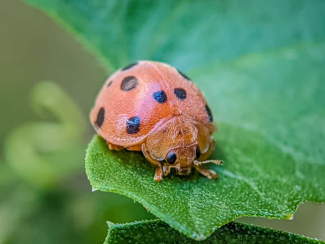 <p>Die Locked / Getty Images</p> Mexican bean beetle