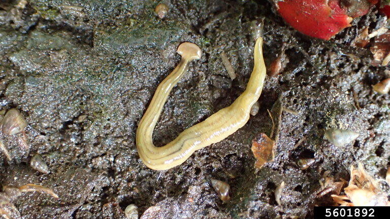 A hammerhead worm, otherwise known as a shovel-headed garden worm.  / Credit: Whitney Cranshaw, Colorado State University