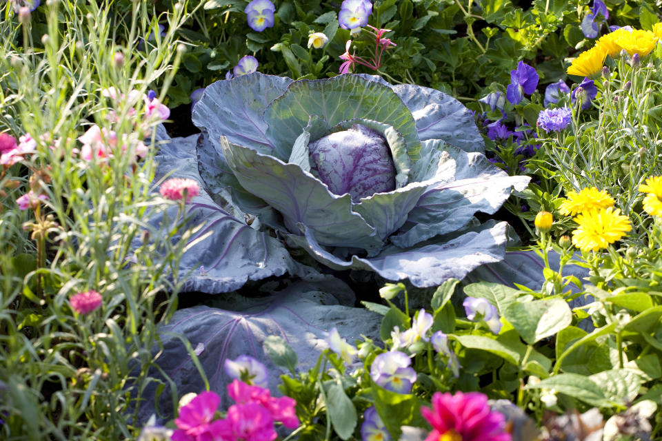 Plant a small vegetable garden amongst flowers