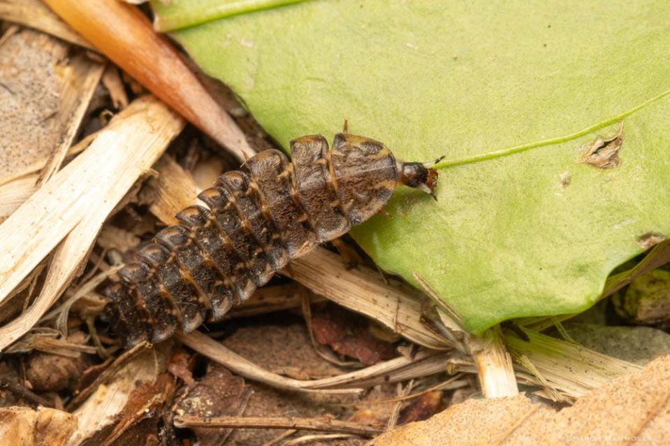 Firefly larva require leaf litter.