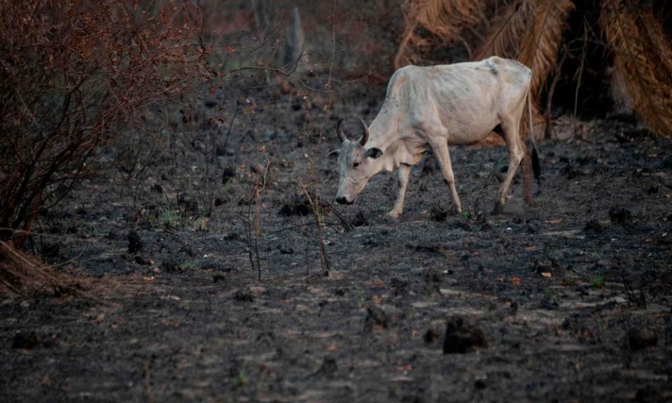 The wetlands of Pantanal in Mato Grosso state, Brazil. The area has been hit by its worst fires in more than 47 years, destroying vast areas of vegetation and wildlife.