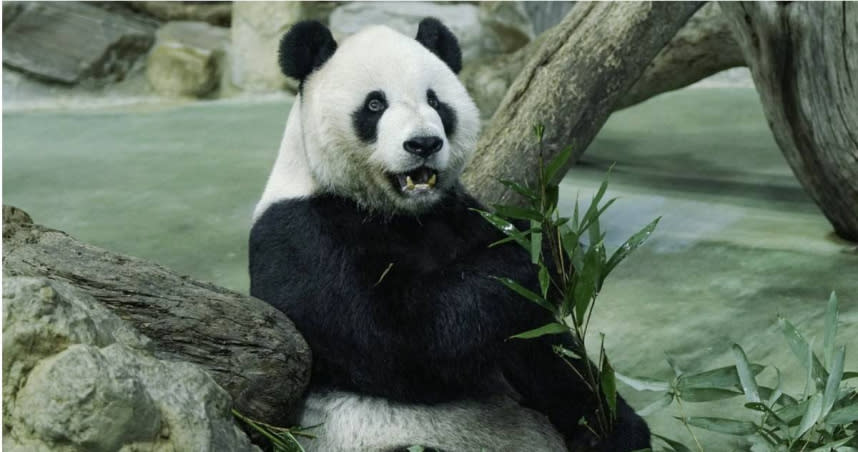 台北市立動物園大貓熊「團團」於2022年11月19日病逝。（圖／報系資料照）