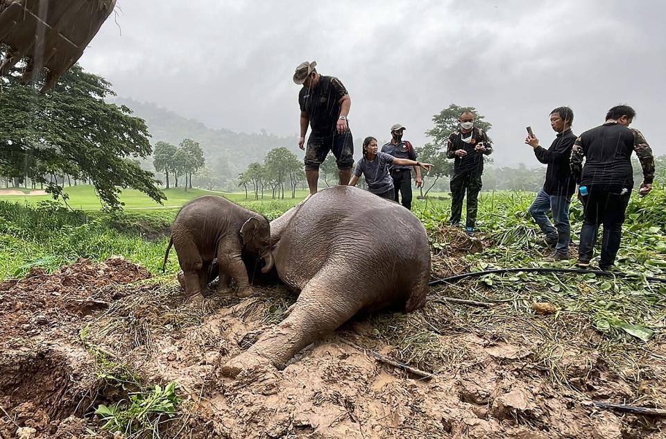 This handout photo taken and released on July 13, 2022 by Thailand's Department of National Parks, Wildlife and Plant Conservation shows an infant elephant standing next to a sedated adult elephant, following a rescue operation to recover the younger elephant after it fell into a hole, in Nakhon Nayok province in central Thailand