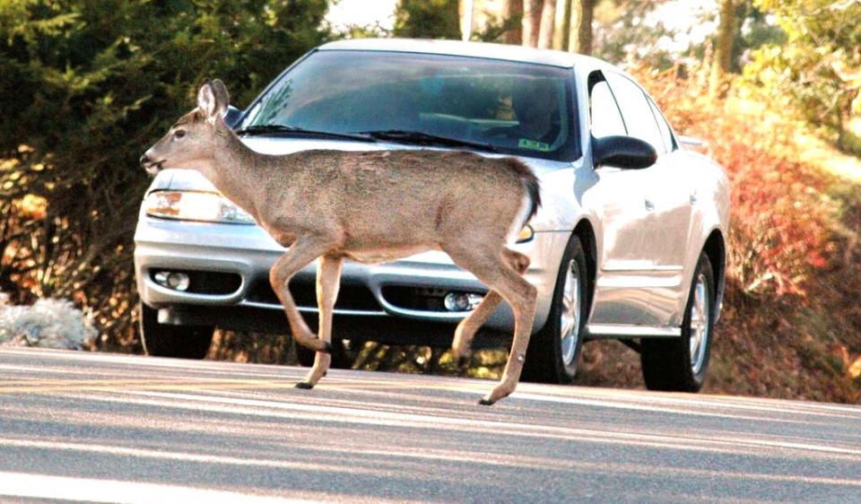 A motorist comes to a complete stop on Route 88 in Wheeling, West Virginia, as a deer crosses the road, Monday, Nov. 15, 2004. Cars crash into deer more than 4,000 times a day. (AP Photo/The Wheeling Intelligencer, Scott McCloskey)