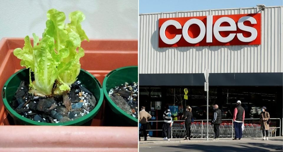 Lettuce growing in pot; Coles storefront with people lined up outside