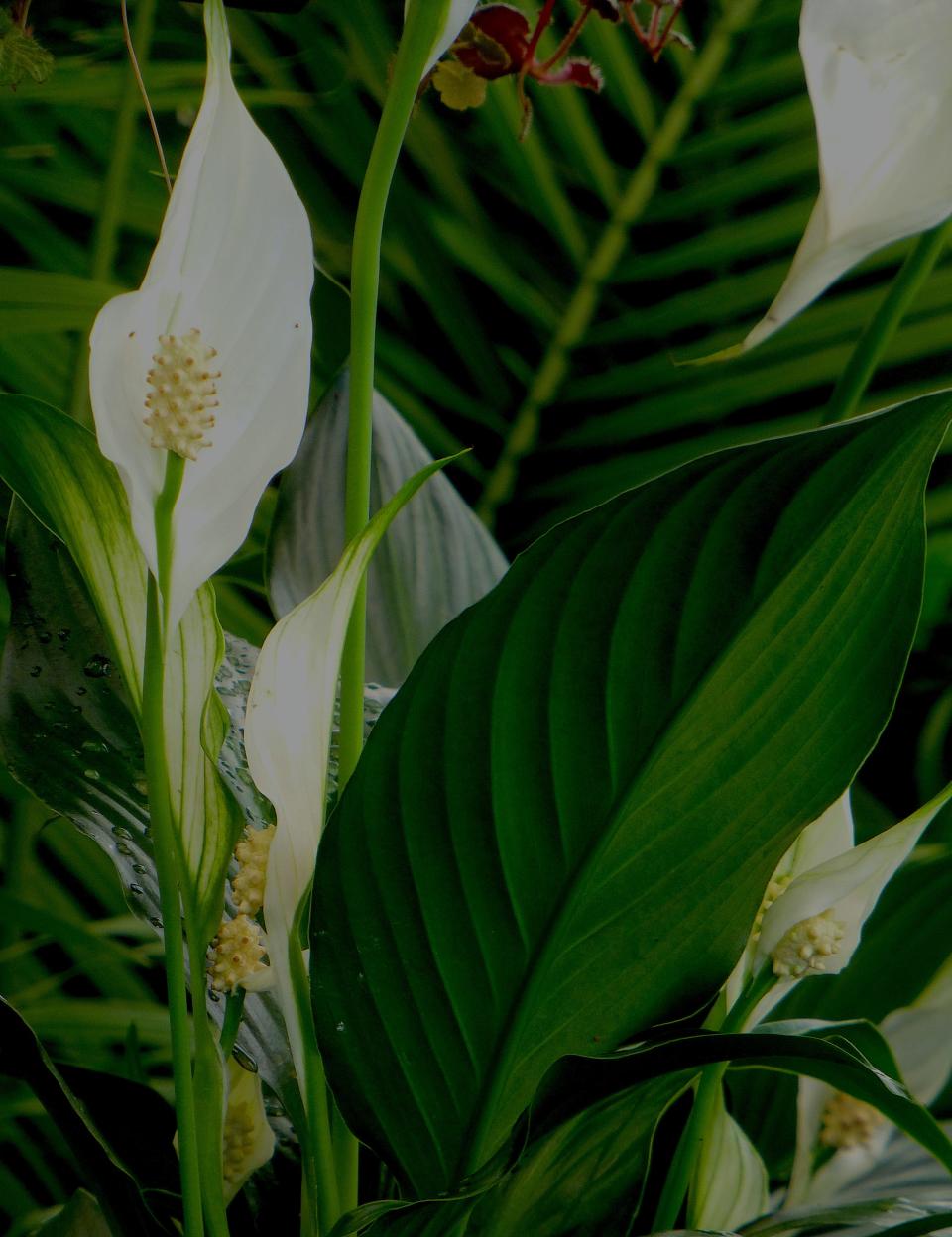The Peace Lily is not only an attractive houseplant with its unusual, creamy white inflorescence, but its broad leaves may purify the air. The Peace Lily makes a great winter-time houseplant.