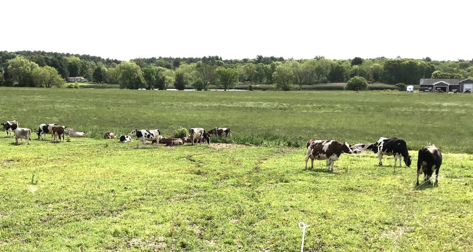 Cows roam a Bristol County Agricultural High School farm yard in Dighton on May 23, 2023.