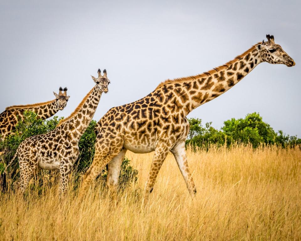 中國雲南某動物園長頸鹿驚傳攻擊遊客。（示意圖，unsplash）