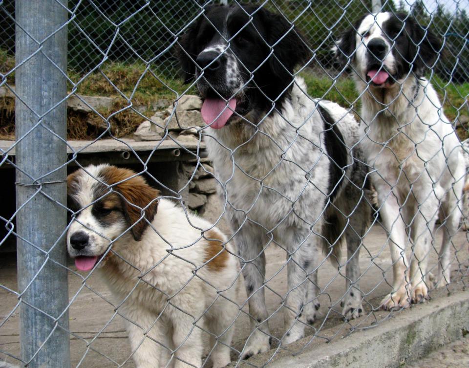 Perros de la raza mucuchíes esperan ser alimentados en una granja de Mérida, Venezuela, el 18 de diciembre del 2013. Los mucuchíes eran venerados por Hugo Chávez porque uno de esos animales acompañó a Simón Bolívar en su campaña libertadora. El Libertador y el animal, llamado Nevado, fueron inseparables hasta la muerte del perro en la última batalla de la guerra por la independencia de Venezuela. (AP Photo/Ricardo Nunes)