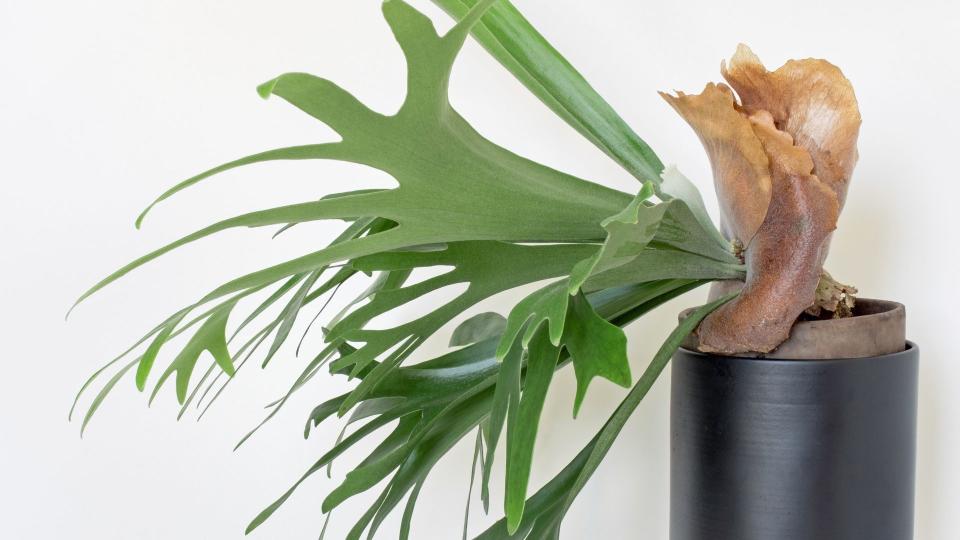 <p> Billed as nature’s own air purifier, the Staghorn Fern certainly stands out as one of the most impressive plants in the fern family. Slightly reminiscent of seaweed leaves, the staghorn looks best suspended from a hanging pot, lending itself to bathrooms since they absorb water through their fronds. </p>