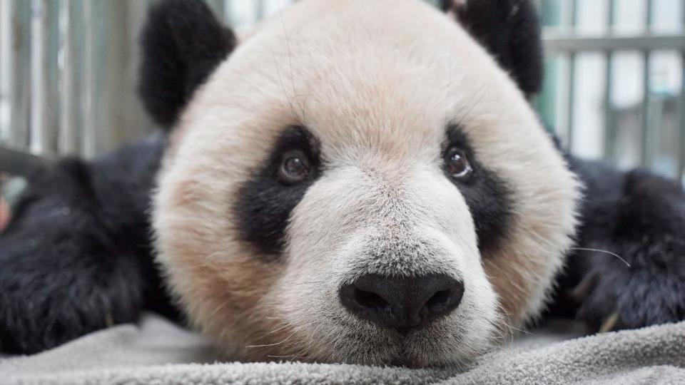 團團大腦罹患原發性腫瘤。（圖／台北市立動物園提供）