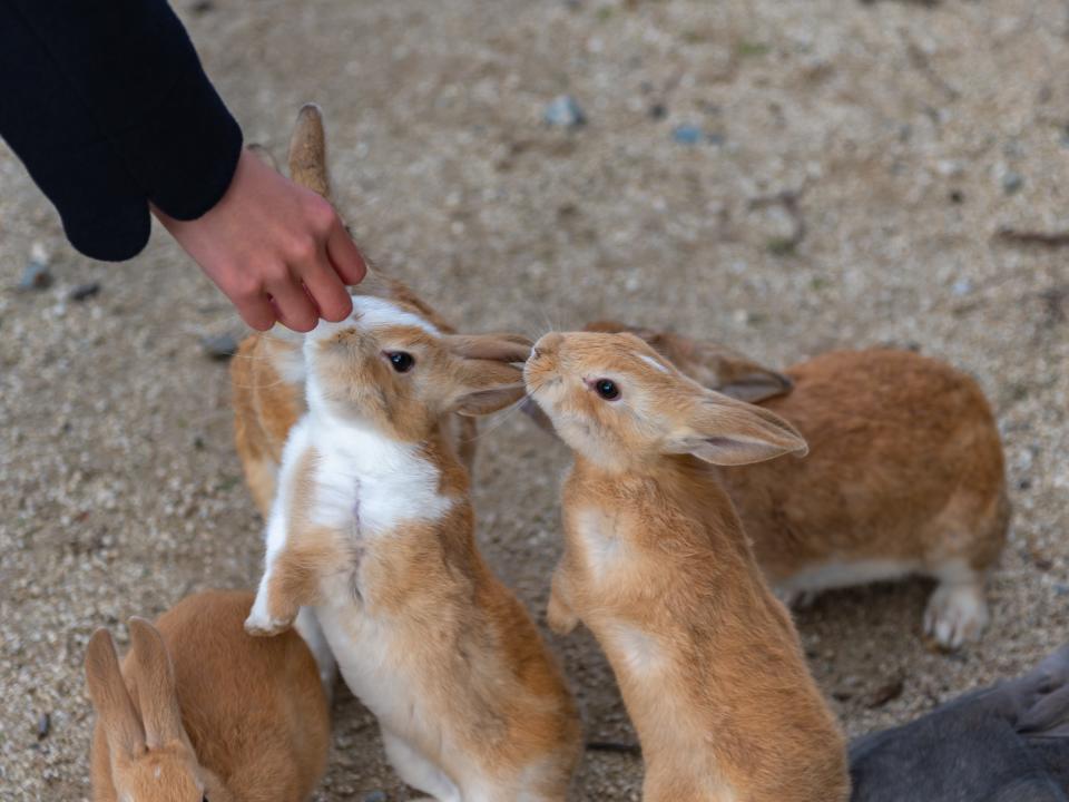 rabbits on okunoshima being fed