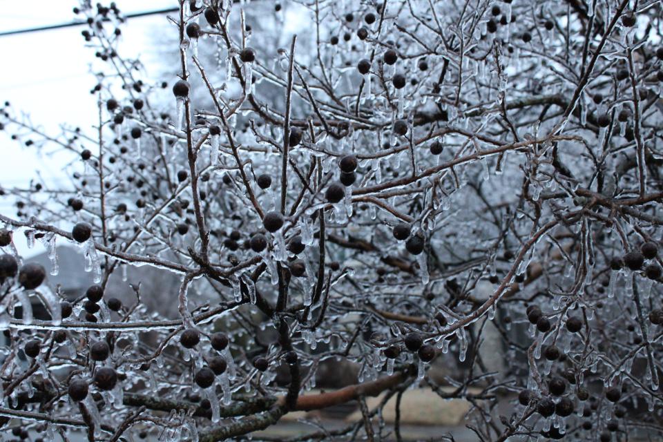 Ice blankets a bush in midtown Memphis after a winter storm moved through the Mid-South on Jan. 31, 2023, plunging temperatures into the 20s.