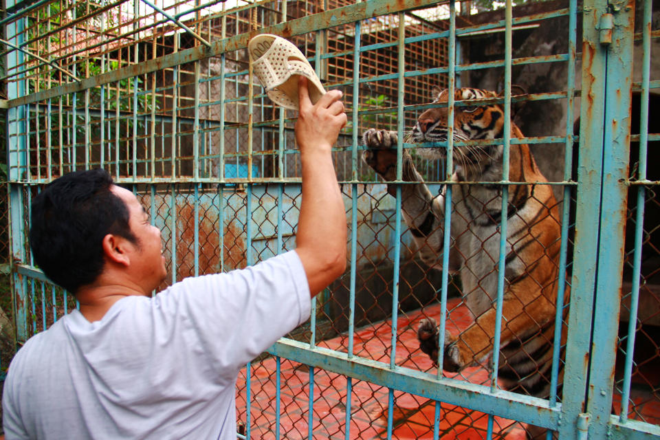 FILE - In this file photo taken on July 4, 2012, caretaker Lai Van Xa provokes a tiger with his plastic sandal at a tiger farm in southern Binh Duong province, Vietnam. Conservationists allege that Vietnam's 11 registered tiger farms are merely fronts for a thriving illegal market in tiger parts, highly prized for purported - if unproven - medicinal qualities. (AP Photo/Mike Ives, File)