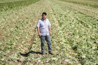 Este agricultor muestra lo que queda de su campo de lechugas después de haberlo arado por la pérdida de clientes en Holtville, California. (REUTERS/Mike Blake)