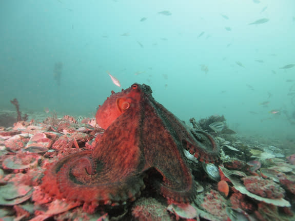 An octopus displays dark color and spreads its arms.