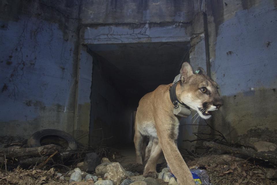 Adult male mountain lion P-64 walks out of a tunnel at Santa Monica Mountains National Recreation Area on May 22, 2018. Los Angeles and Mumbai, India are the world’s only megacities of 10 million-plus where large felines breed, hunt and maintain territory within urban boundaries. Long-term studies in both cities have examined how the big cats prowl through their urban jungles, and how people can best live alongside them. (National Park Service via AP)