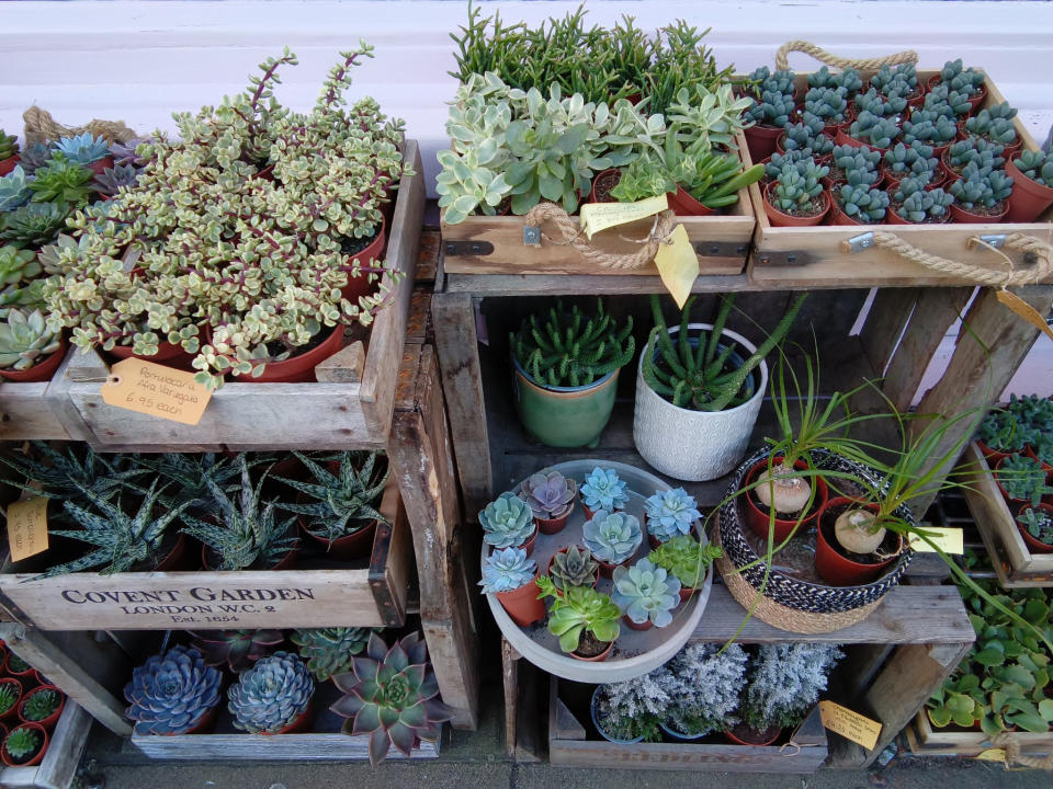 Collection of plants and flowers on wooden crates