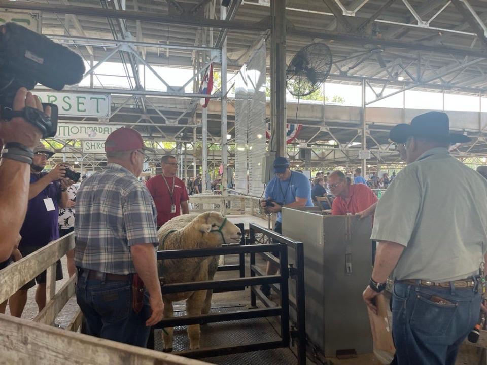 Big Boy, from Danville, weighs in at the Big Ram contest at the Iowa State Fair. Big Boy weighed 282 pounds, placing fifth.