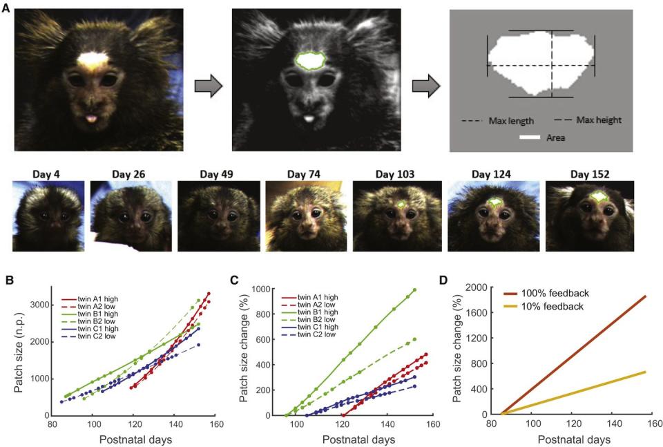 Photo credit: Ghazanfar, et. al./Current Biology