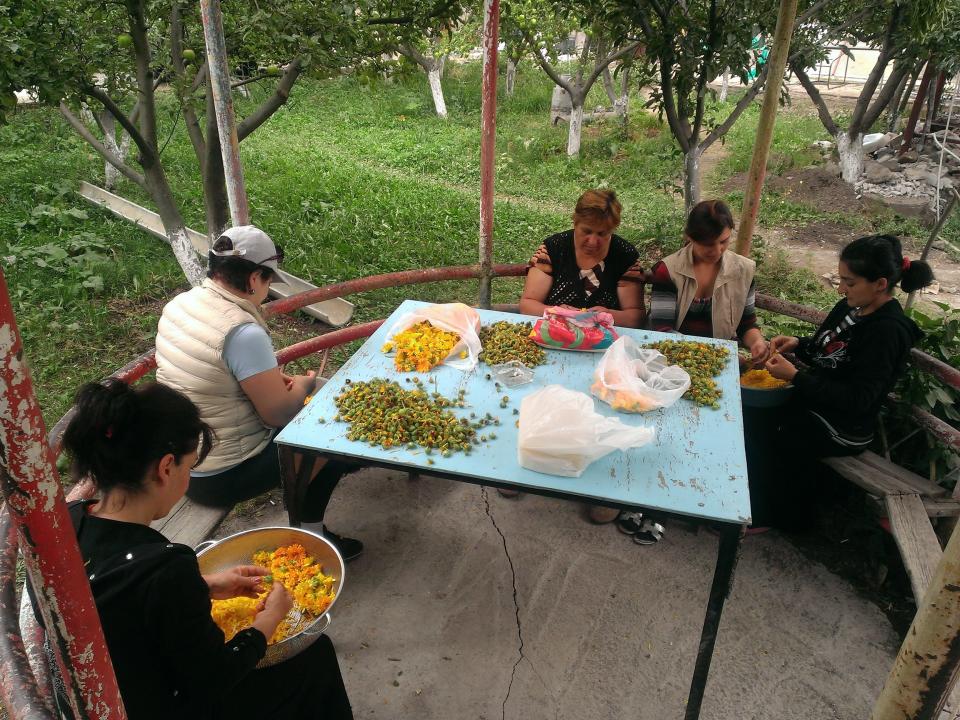 Sorting botanical ingredients at Nairian's eco farm