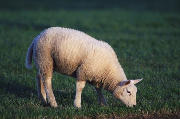 Sheep cause plane to crash in East Lothian