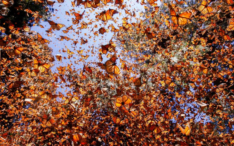 A cloud of golden monarch butterflies - Sylvain Cordier