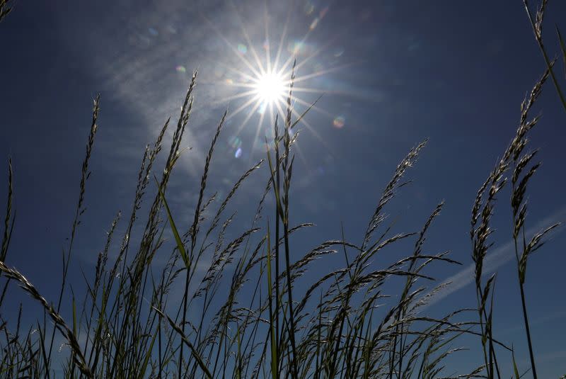 The sun shines in a field in Diksmuide