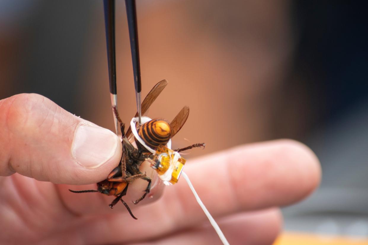 Scientists used dental floss to tie radio trackers to the hornets (AP)