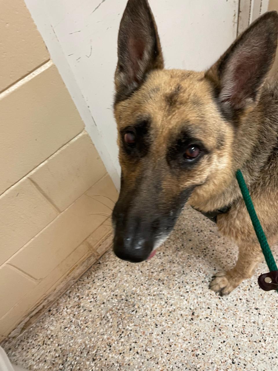 One of the German Shepherds found at Lori Wilson dog park in Cocoa Beach.