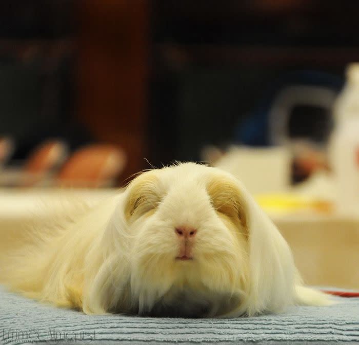 Die haarigsten Meerschweinchen der Welt