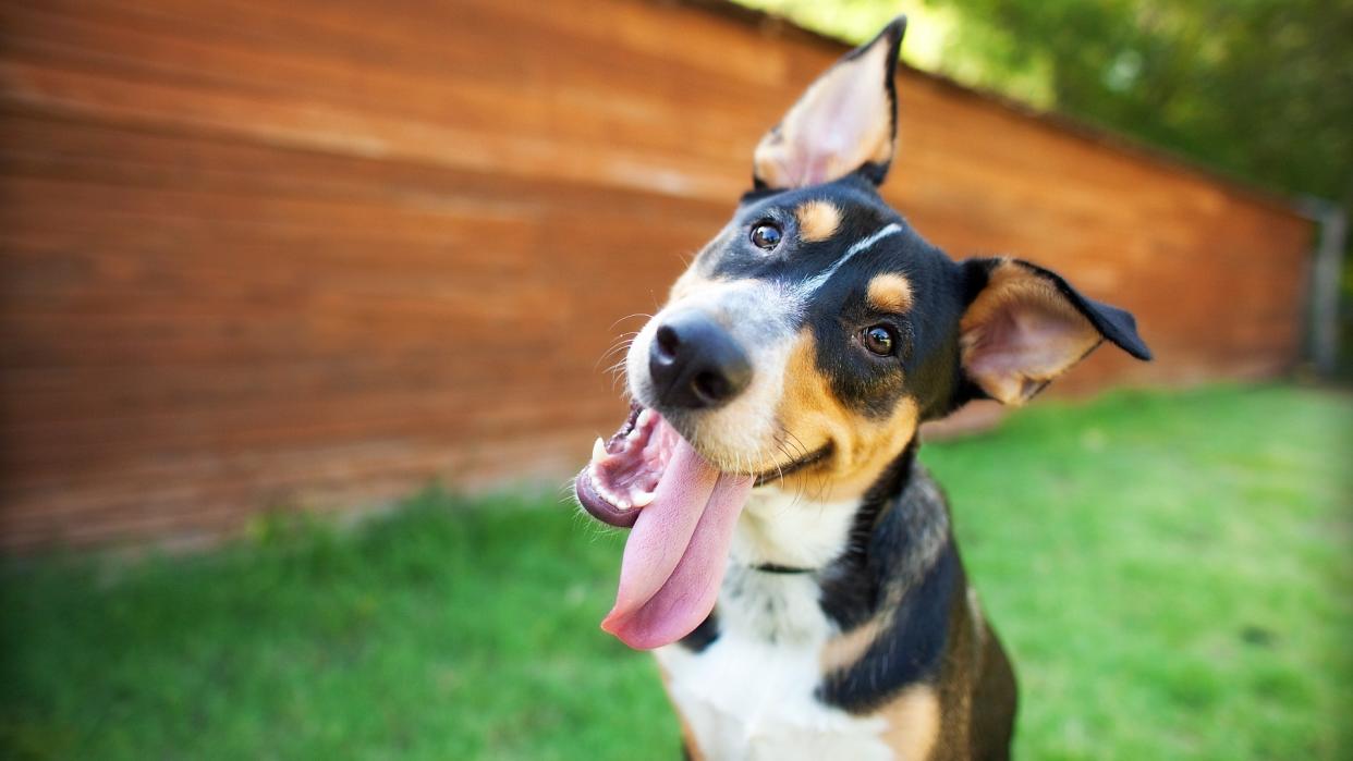  Curious and happy tricolor dog with tongue out 