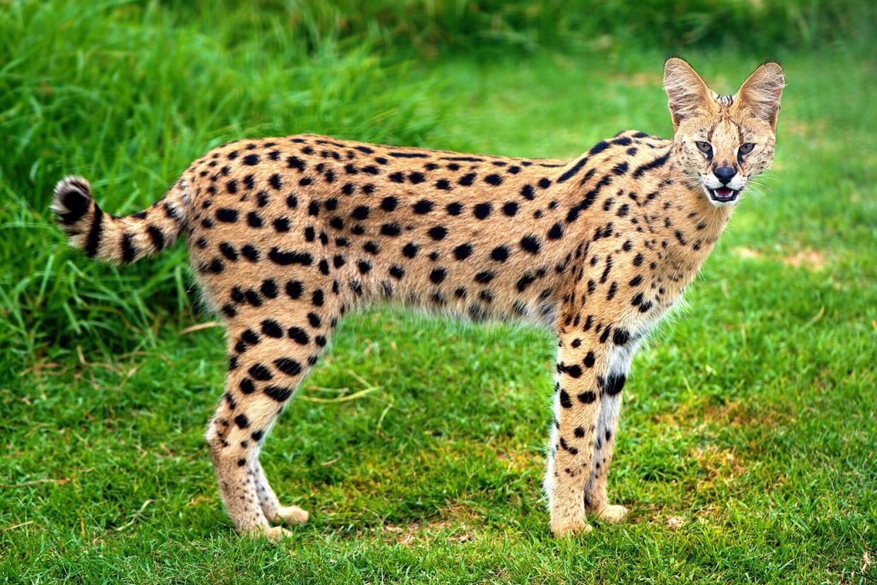 Alert serval cat