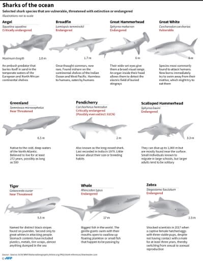 Selected shark species that are vulnerable, threatened or endangered