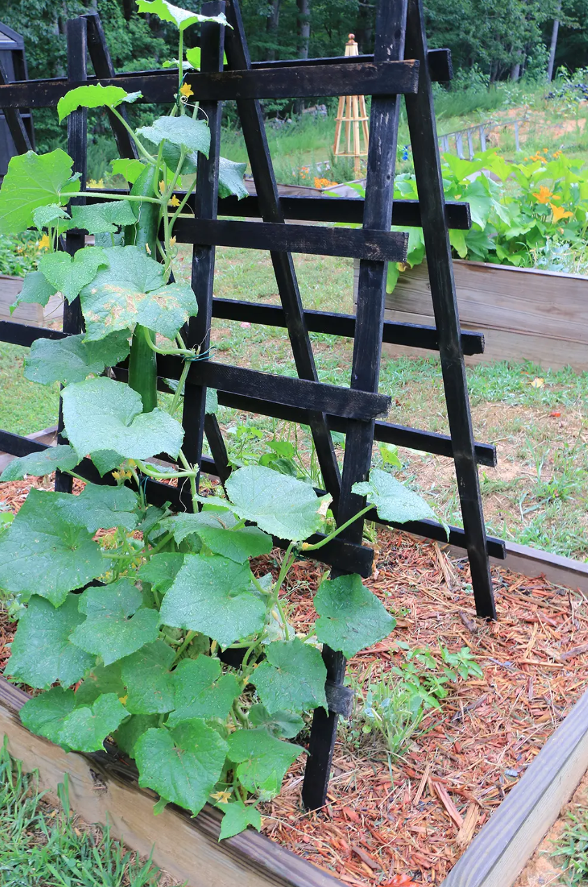 raised bed ideas wood chips