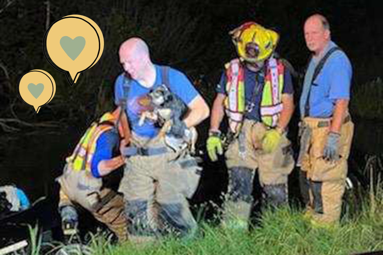 firefighters rescue dog from submerged car