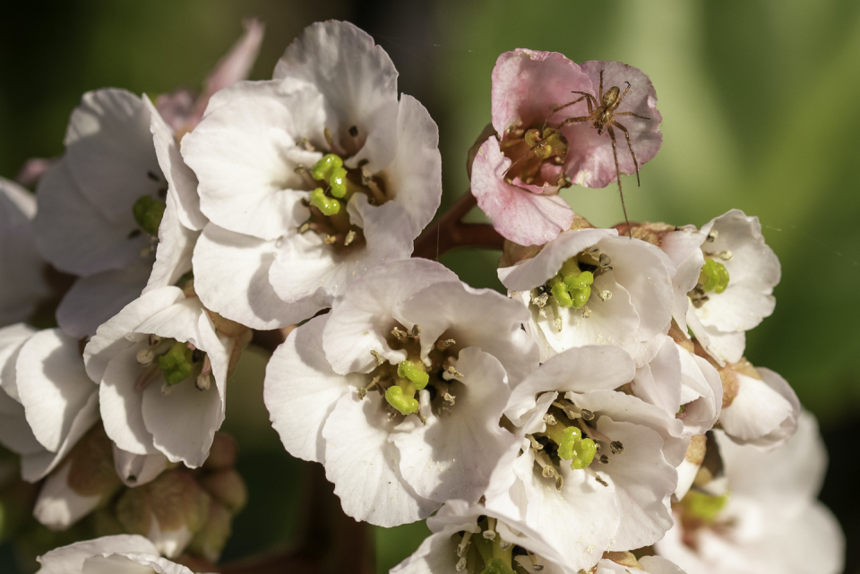 close up of pink bergenia with a spider