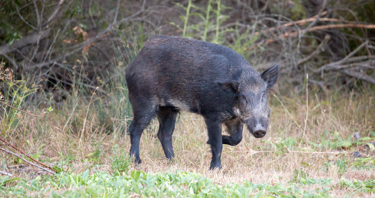 Common name: Wild boar, wild hog, feral pig, feral hog, Old World swine, razorback, Eurasian wild boar, Russian wild boar.