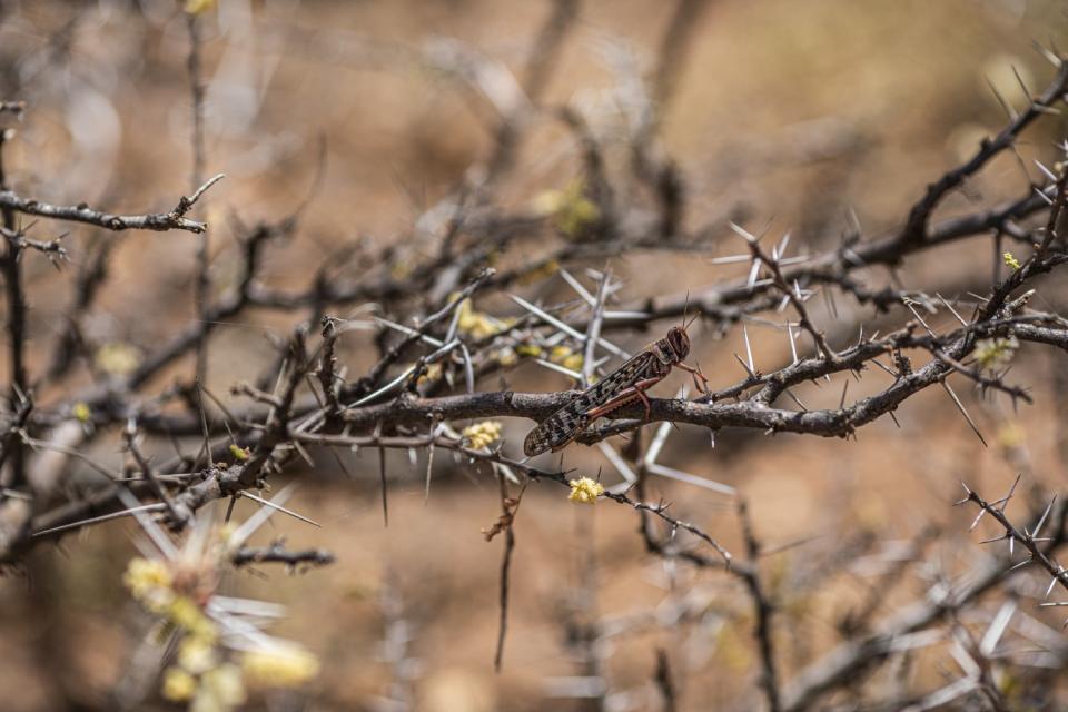 Somaliland Locusts Swanson (4 of 17).jpg