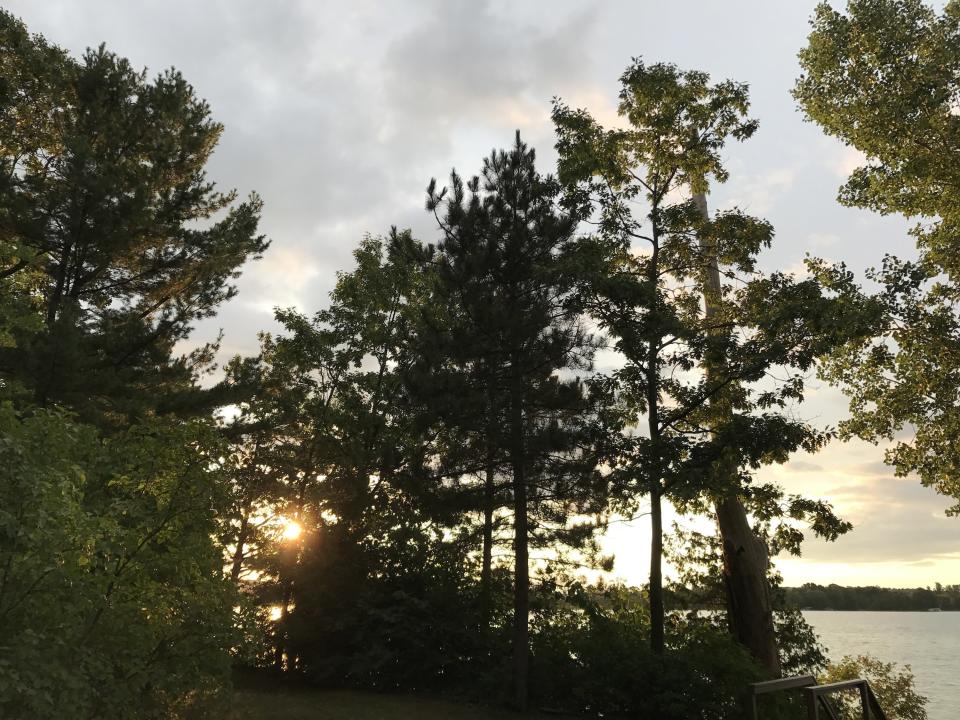 A forest outside Gaylord