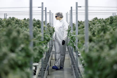 Section grower Corey Evans walks between flowering marijuana plants at the Canopy Growth Corporation facility in Smiths Falls, Ontario, Canada, January 4, 2018. REUTERS/Chris Wattie