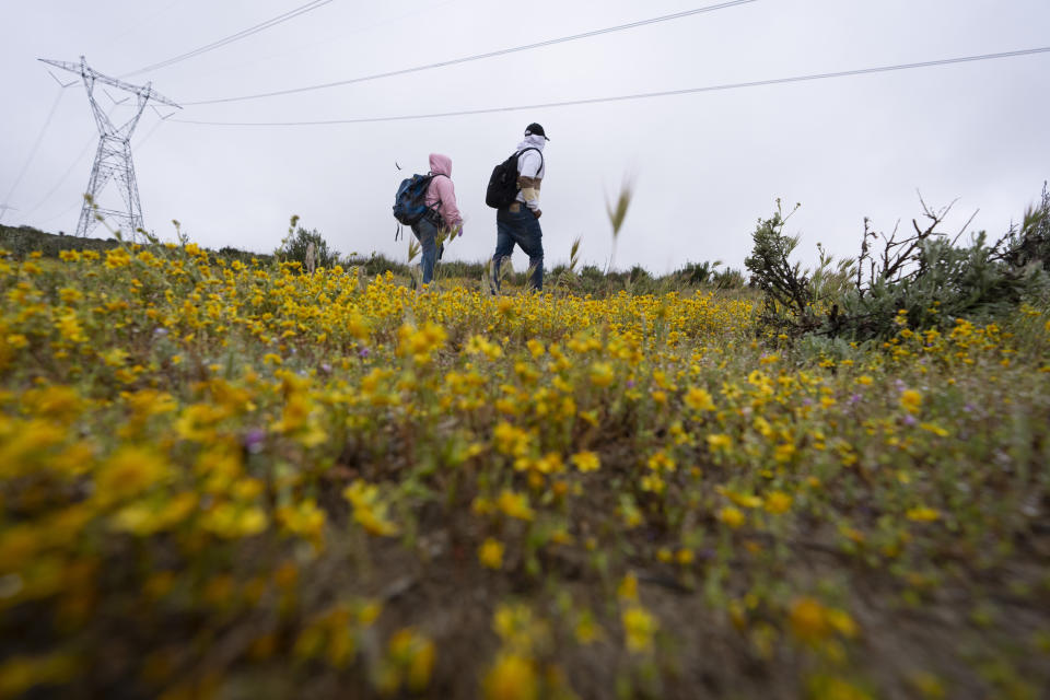 Solicitantes de asilo caminan por un campo de flores silvestres mientras esperan a ser procesados tras cruzar la cercana frontera con México, el jueves 25 de abril de 2024 en Boulevard, California. México empezó a requerir visas a los peruanos en respuesta al aluvión de migrantes del país suramericano, tras tomar medidas idénticas para venezolanos, ecuatorianos y brasileños, lo que en la práctica eliminó la opción de viajar en avión a una ciudad mexicana cerca de la frontera estadounidense. (AP Foto/Gregory Bull)