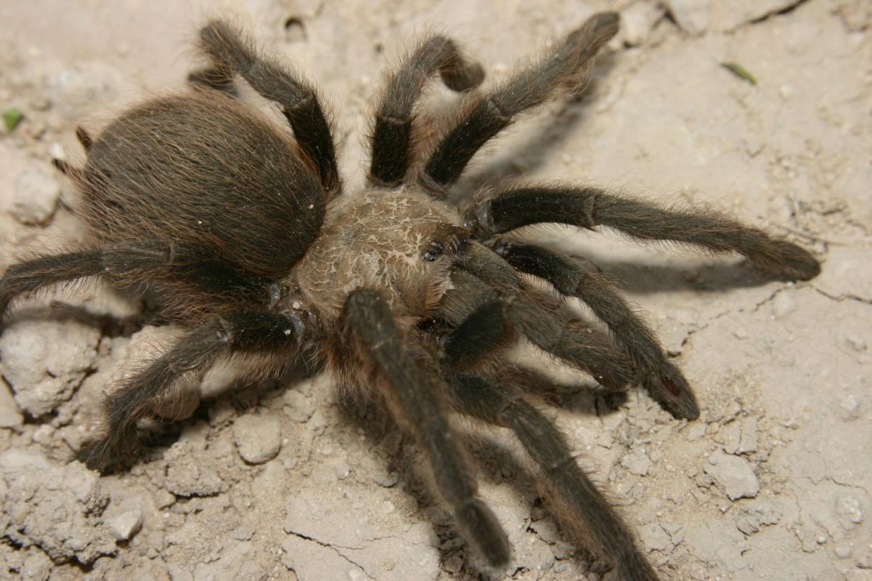 Everything to know about the Texas Brown Tarantula.
