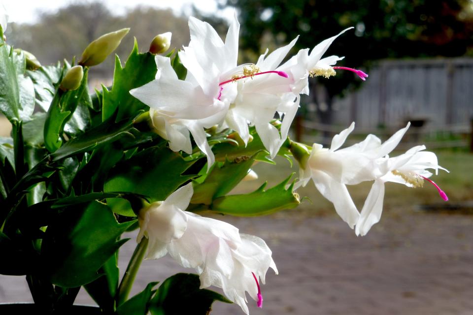 ‘Thor Cecilie’ is a hybrid Thanksgiving cactus identified by its upright growth, serrated, pointy phylloclade margins. The brilliant white flowers with bright violet red pistils and cream colored pollen look almost like a swan in mid-flight.